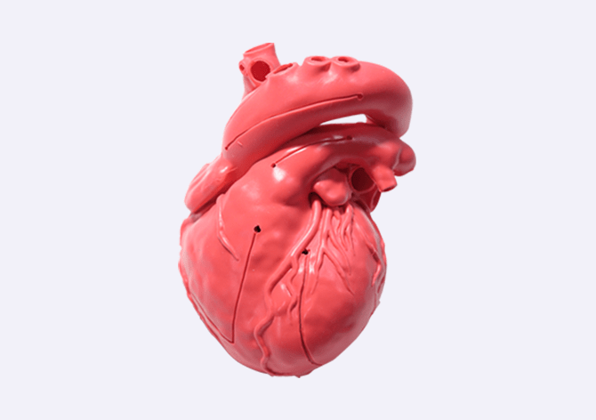 3D心臓モデル・Cardio Model E.V.（カーディオモデルEV）｜3D臓器モデル・スタンダード臓器モデル｜株式会社クロスメディカル