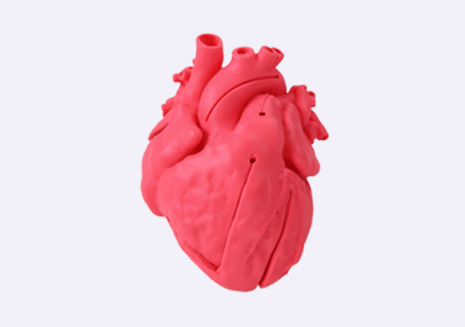 3D心臓モデル・先天性小児心疾患モデル｜3D臓器モデル・スタンダード